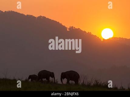 Éléphant asiatique (Elepha maxima), silhouette de troupeau se nourrissant au coucher du soleil. Parc national Jim Corbett, Inde. 2014 Banque D'Images