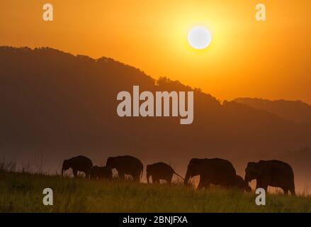 Éléphant asiatique (Elepha maxima), silhouette de troupeau se nourrissant au coucher du soleil. Parc national Jim Corbett, Inde. 2014 Banque D'Images
