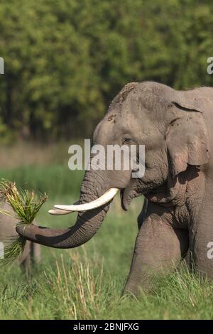 Éléphant asiatique (Elepha maxima) mâle se nourrissant sur l'herbe. Parc national Jim Corbett, Inde. Banque D'Images