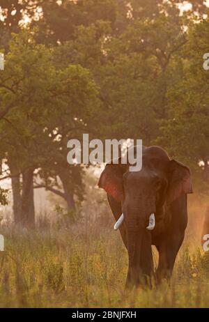 Éléphant asiatique (Elepha maxima) mâle dans le musc à l'aube. Parc national Jim Corbett, Inde. Banque D'Images