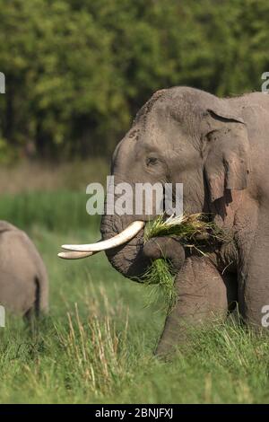 Éléphant asiatique (Elepha maxima) mâle se nourrissant sur l'herbe. Parc national Jim Corbett, Inde. Banque D'Images