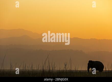 Silhouette d'éléphant asiatique (Elepha maxima) d'un homme à l'aube. Parc national Jim Corbett, Inde. Banque D'Images