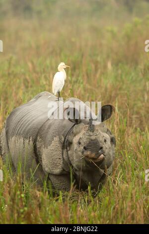 Rhinocéros indien (Rhinoceros unicornis) avec l'égret de bétail au dos. Parc national de Kaziranga, Inde. Banque D'Images