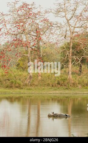 Rhinocéros indiens (Rhinoceros unicornis), dans l'eau pour se rafraîchir, Parc national de Kaziranga, Inde. Banque D'Images