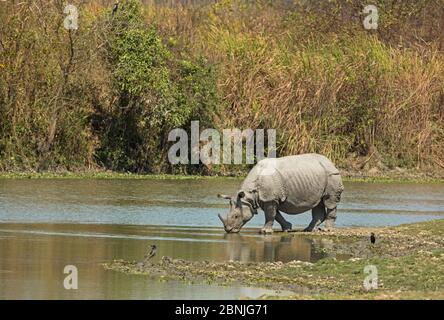 Rhinocéros indien (Rhinoceros unicornis), eau potable. Parc national de Kaziranga, Inde. Banque D'Images