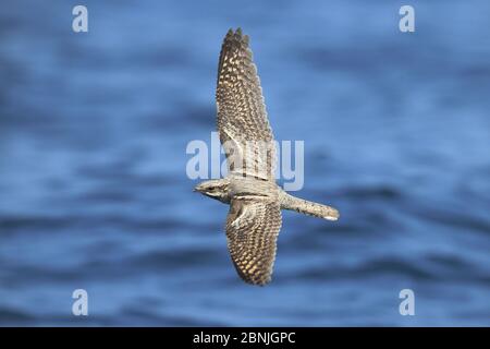 Engoulevent d'Europe (Caprimulgus europaeus) en vol au dessus de la mer, au cours de la migration, de l'Oman, septembre Banque D'Images