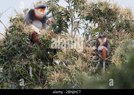 Douc langur (Pygathrix nemaeus) adulte mâle et juvénile se nourrissant dans la canopée, Vietnam Banque D'Images