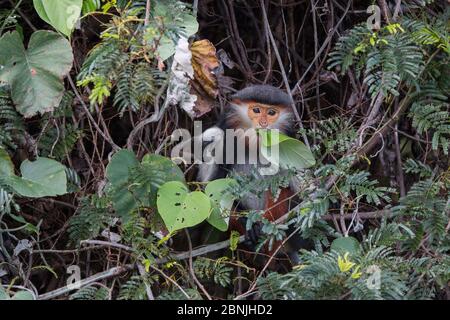 Langur moucheté de rouge (Pygathrix nemaeus) adulte femelle se nourrissant sur les feuilles, Vietnam Banque D'Images