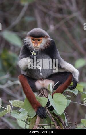 Douc langur (Pygathrix nemaeus), un mâle sous-adulte se nourrissant sur les feuilles, Vietnam Banque D'Images