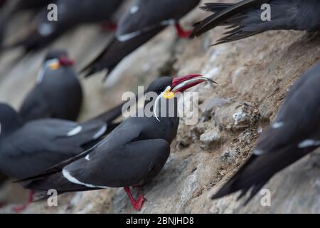 Inca tern (Larosterna inca) arrivant au site de nidification avec des poissons dans le bec, île de guano, Pescadores, Pérou Banque D'Images