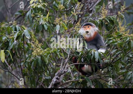 Douc langur (Pygathrix nemaeus) adulte mâle à la langoule rouge, se nourrissant de fleurs dans la canopée, Vietnam Banque D'Images