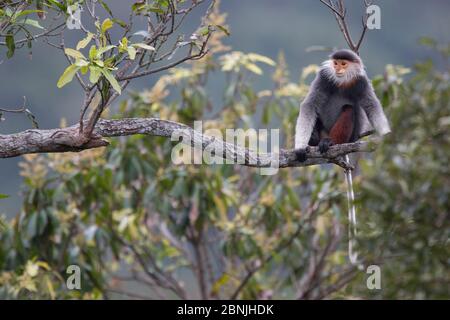 Langur moucheté de rouge (Pygathrix nemaeus) adulte assis sur la branche dans la canopée, Vietnam Banque D'Images