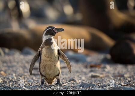 Pingouin Humboldt (Spheniscus humboldti) debout sur la plage devant les phoques à fourrure d'Amérique du Sud (Arctocephalus australis) Punta San Juan, Pérou Banque D'Images