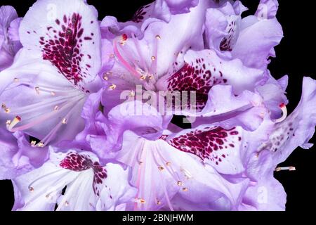 Coeur en fleur de rhododendron texturé violet sur fond noir Banque D'Images