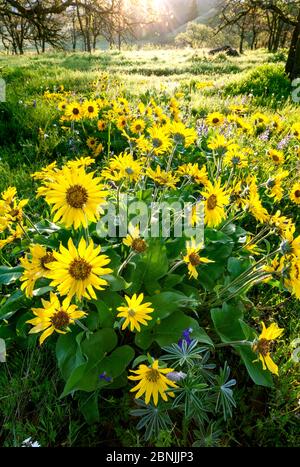 Balsamroot à feuilles d'arrowleaf (Balsamorhiza sagittata) en fleur, près de Rowena Crest dans la réserve Tom McCall, sur l'historique Highway 30, Oregon, États-Unis. Avril 2016. Banque D'Images