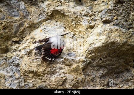 Petit super-réducteur mural avec ailes ouvertes et plumage rouge visible sur mur rocailleux Banque D'Images