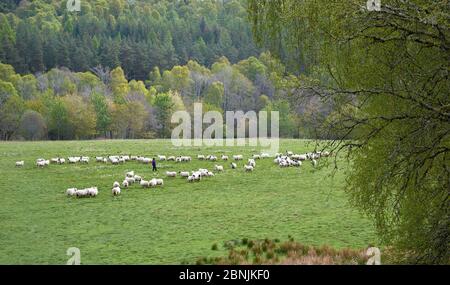 SPEYSIDE WAY MORAY ÉCOSSE TROUPEAU DE MOUTONS BLACKFACE ET DE BERGER COMPTANT LES MOUTONS AU PRINTEMPS Banque D'Images