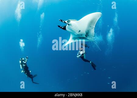 Rayon manta géant (Manta birostris) avec plongeurs en contrebas, place de plongée El Boiler, île San Benedicto, Réserve de biosphère de l'archipel de Revillagigedo, SO Banque D'Images