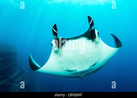 Rayon manta géant (Manta birostris) place de plongée El Boiler, île San Benedicto, Réserve de biosphère de l'archipel de Revillagigedo, îles Socorro, Ouest du moi Banque D'Images