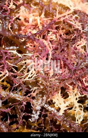 Algues gélosées (Eucheuma Cottonii) algues cultivées commercialement sur de longues lignes dans les eaux peu profondes au large du sud, séchant au soleil. Sulawesi, Indonésie. Banque D'Images