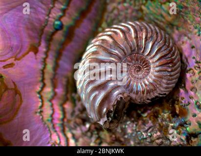Ammonite (Cosmoceras proniae) de la période jurasique, il y a 165 millions d'années, de Russie. Illustration de la coquille de l'abalone moderne (Haliotis sp.) Cela il Banque D'Images
