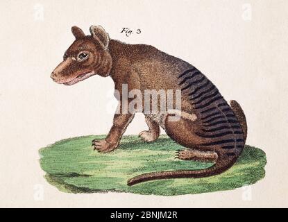 Plaque de Thylacine (Thylacinus cynocephalus) de F.J. Beruch 'Bilderbuch fur Kinder' 1821. Banque D'Images