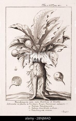 Illustration historique des fleurs et fruits Mandrake (Mandragora officinarum) du jardin botanique royal de Paris. Gravure par Stumpf, dans 'Dictiona Banque D'Images