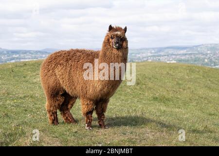 Alpaca Vicugna pacos brun, originaire d'Amérique du Sud, sur une petite ferme de montagne près de Huddersfield, dans le West Yorkshire, au Royaume-Uni Banque D'Images