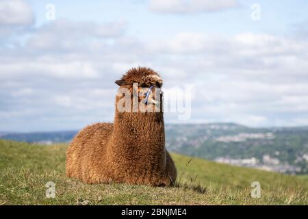 Alpaca Vicugna pacos marron, allongé sur une ferme de collines à Huddersfield, West Yorkshire, avec les montagnes Pennine en arrière-plan Banque D'Images