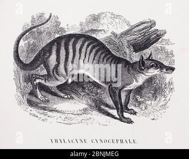 Illustration de la thylacine éteinte (Thylacinus cynocephalus) par le naturaliste français et médecin Jean-Emmanuel-Marie le Maout (1799-1877), publishe Banque D'Images