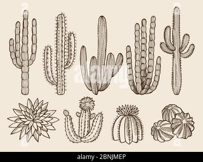 Croquis des illustrations dessinées à la main de cactus et de diverses plantes sauvages Illustration de Vecteur