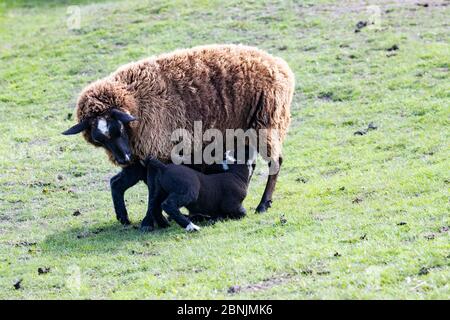 Brebis ou Ewe Ovis aries à face noire alimentant deux jeunes agneaux noirs de printemps qui allaitent à ses tétines Banque D'Images