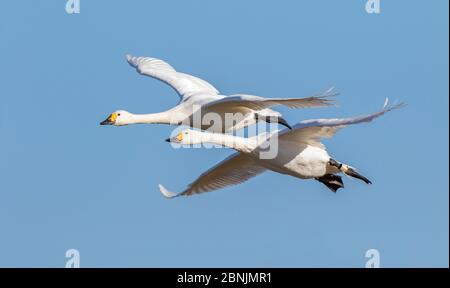 Cygnes de Bewick (Cygnus columbianus) deux en vol, Gloucestershire, Royaume-Uni février Banque D'Images