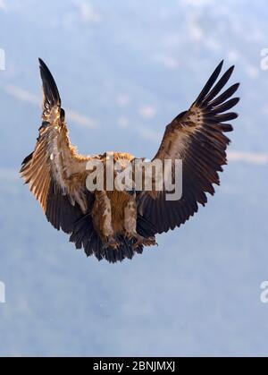 Griffon vautour (Gyps fulvus) débarquant dans les Pyrénées, Espagne juillet Banque D'Images