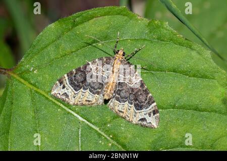 Petite papillon des phoenix (Ecliptopera silaceata) Wiltshire, Royaume-Uni août Banque D'Images