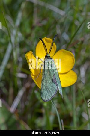 Papillon des Forester (Adscita statices) sur la fleur, Wiltshire, Royaume-Uni Mai Banque D'Images