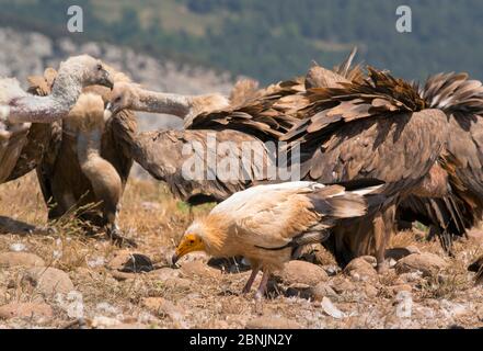 Vautour égyptien (Neophron percnopterus) et vautour de Griffon (Gyps fulvus), près de la source alimentaire, Pyrénées, Espagne juillet Banque D'Images