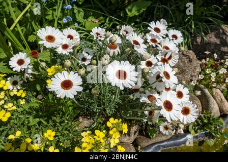 Gros plan de Rhodanthemum 'yeux africains' marguerites marocaines pâquerettes fleurs blanches fleur au printemps Angleterre Royaume-Uni Grande-Bretagne Banque D'Images