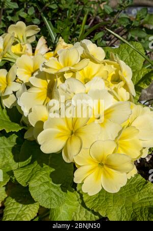 Gros plan de jaune primrose polyanthus primula fleurs primula fleur floraison dans un jardin de printemps Angleterre Royaume-Uni Grande-Bretagne Banque D'Images