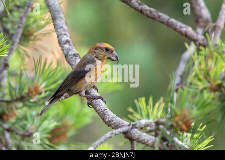 Crossbill (Loxia curvirostra) mâle, Pyrénées, Espagne, juillet Banque D'Images