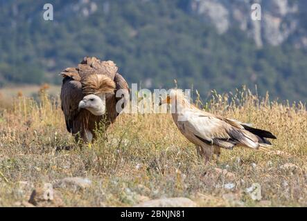 Vautour égyptien (Neophron percnopterus) et vautour Griffon (Gyps fulvus) Pyrénées, Espagne juillet Banque D'Images