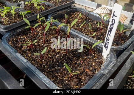 Gros plan des plateaux de plantes de semis de légumes de betterave poussant dans la serre au printemps Angleterre Royaume-Uni Grande-Bretagne Banque D'Images