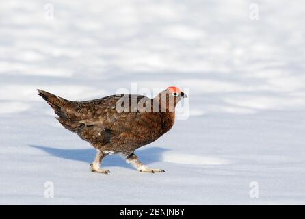 Le mése rouge (Lagopus lagopus scoticus) mâle au printemps sur la neige, Deeside, Écosse avril Banque D'Images