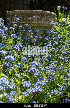 Gros plan de bleu oubliez-moi de ne pas fleurir fleurs fleuries au printemps Angleterre Royaume-Uni GB Grande-Bretagne Banque D'Images