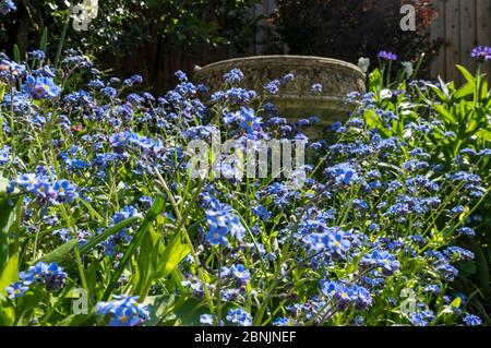 Gros plan de bleu oubliez-moi de ne pas fleurir fleurs fleuries au printemps Angleterre Royaume-Uni GB Grande-Bretagne Banque D'Images