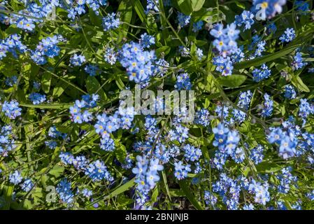 Gros plan de bleu Forget me pas fleur fleurs fleuries au printemps de l'Angleterre Royaume-Uni Grande-Bretagne Banque D'Images