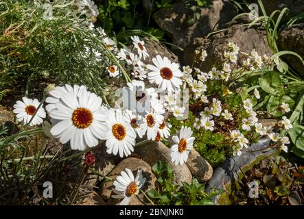 Gros plan de Rhodanthemum 'yeux africains' Marocain Daisy fleurs blanches et crème de saxifrage poussant sur rockery rockery jardin de roche au printemps Angleterre Royaume-Uni Banque D'Images