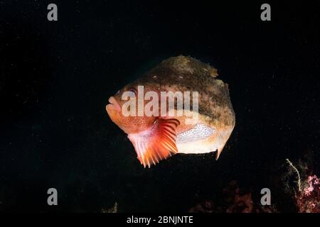 Lumpsucker (Cyclopterus lumpus) animal mâle, site de plongée Little Strytan, Eyjafjordur à proximité d'Akureyri, nord de l'Islande, océan Atlantique Nord. Banque D'Images