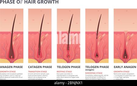 Infographie médicale sur le cycle de croissance des cheveux. Images vectorielles de la biologie humaine Illustration de Vecteur