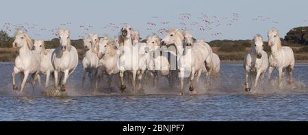 Chevaux blancs de Camargue Thriteen courant dans l'eau dans le sud de la France avec flamants roses en vol, en Europe. Mai. Banque D'Images